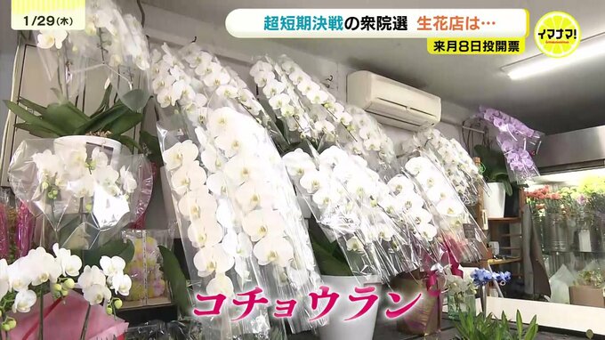 「超短期決戦」の衆院選　当選祝いのコチョウラン準備　企業献金問題でお祝い自粛の企業も　|TBS NEWS DIG