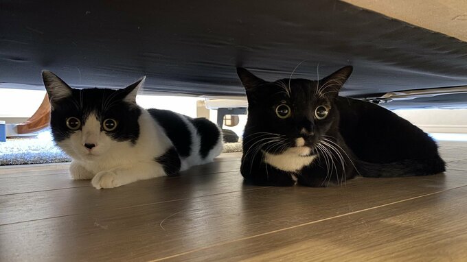 【藤あや子】業者さん来訪時の愛猫の姿　「まんまるお目目で可愛いけど」|TBS NEWS DIG