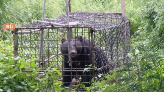 小指を食いちぎられる…作業員がクマに襲われ大けが　専門家が指摘「子グマを守るために冬眠穴から出てきて攻撃してきた可能性」　|　BSSニュース | BSS山陰放送