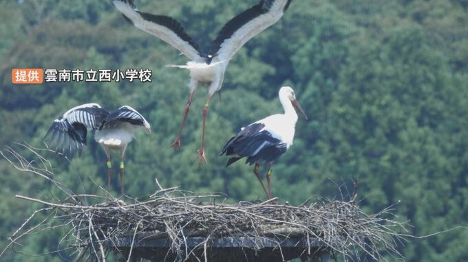「希望をのせて飛んで欲しい」まもなく巣立ち…コウノトリのヒナに愛称決定　７連続営巣の島根・雲南市　|　BSSニュース | BSS山陰放送