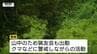 わらび採り中に行方不明の男性(78)　未だ見つからず　強い雨できょうの捜索打ち切りに（山形・鶴岡市）　|　山形のニュース│TUYテレビユー山形
