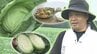 岩手町特産のキャベツ「いわて春みどり」　収穫最盛期迎える　地元の料理店でおいしい味わい方も聞いてみた　岩手　|　IBC NEWS | IBC岩手放送