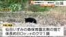 仙台の保育園近くにクマ出没で一時緊張走る　園児が外に出られず・麻酔銃は逃げられ箱わな設置へ　|　宮城のニュース│tbc NEWS│tbc東北放送