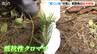“松くい虫”から松林を守れ！被害軽減へ、新潟県開発『抵抗性クロマツ』の苗木を初植栽　|　新潟のニュース・天気｜BSN NEWS｜BSN新潟放送