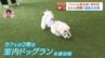 猛暑到来！ペットの熱中症リスクから犬猫を守る最新対策…冷却グッズや水分補給フード、室内ドッグランまで飼い主必見の予防＆注意点　|　北海道のニュース｜HBC北海道放送