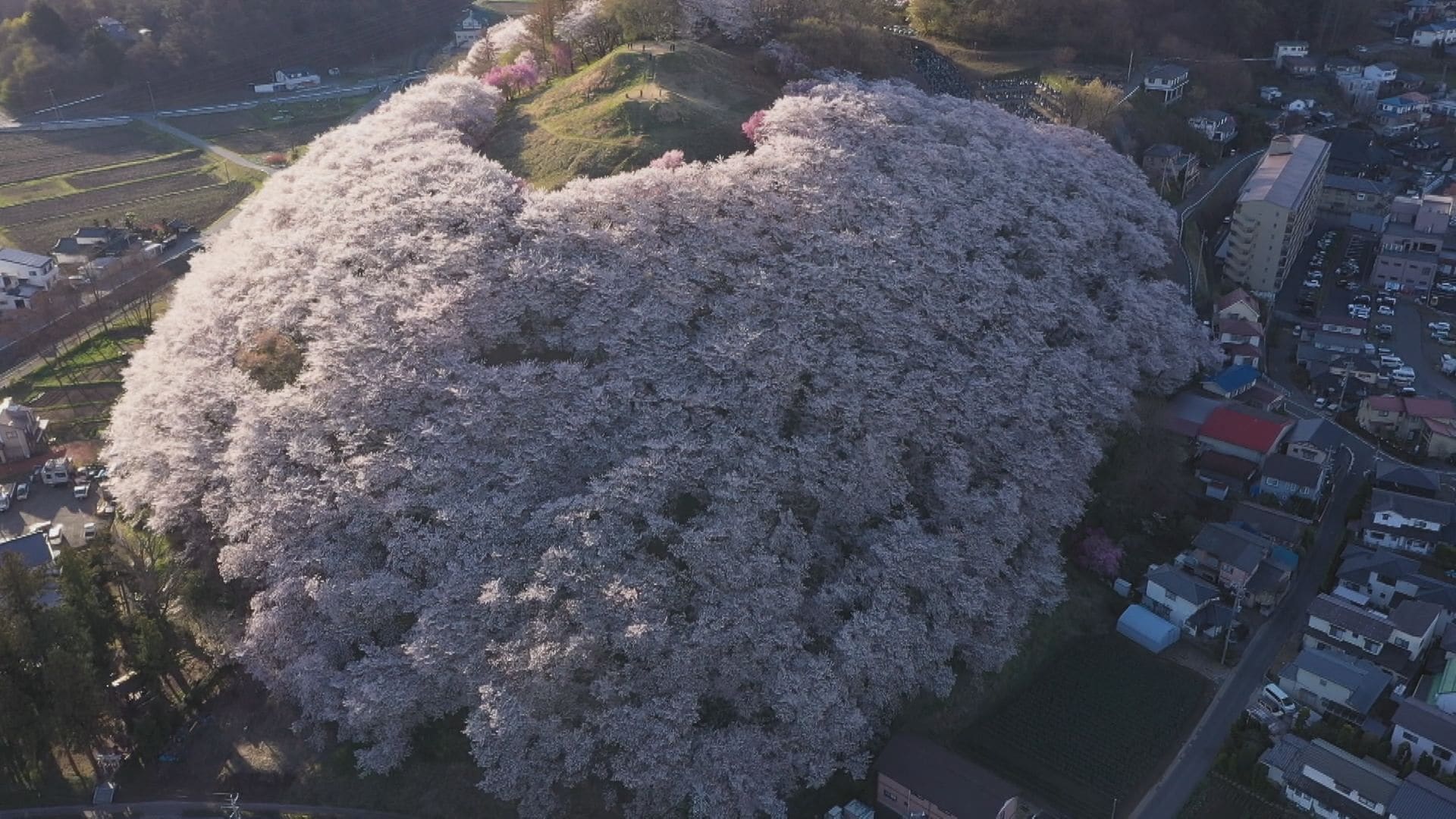 ここにしかない桜の絶景」3000本が丘を彩る 市民が守り育ててきた桜の