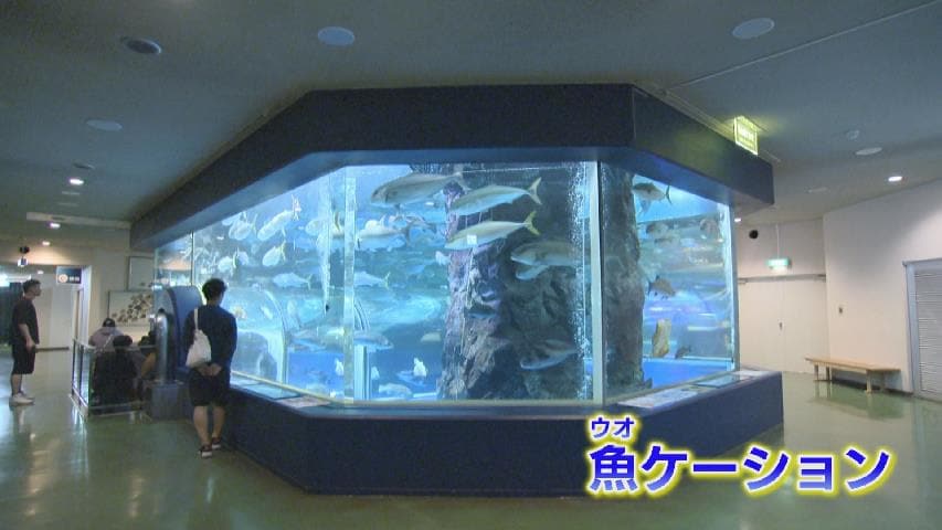 水族館で魚（ウオ）ケーション フリーWi－F・電源あり おさかな見