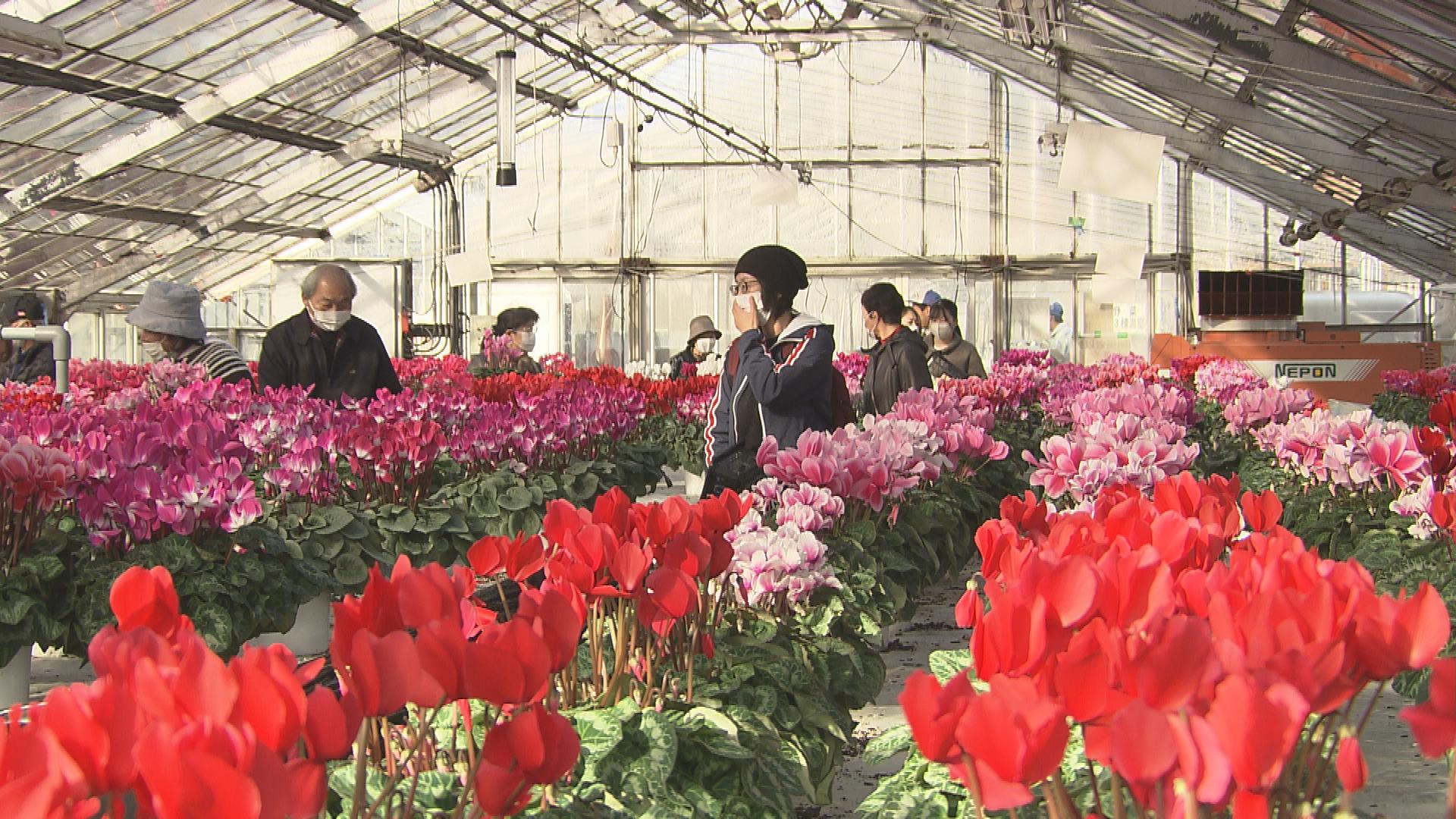 市場価格の半値ほど…高校に長蛇の列 シクラメン販売 福島 | TBS NEWS DIG
