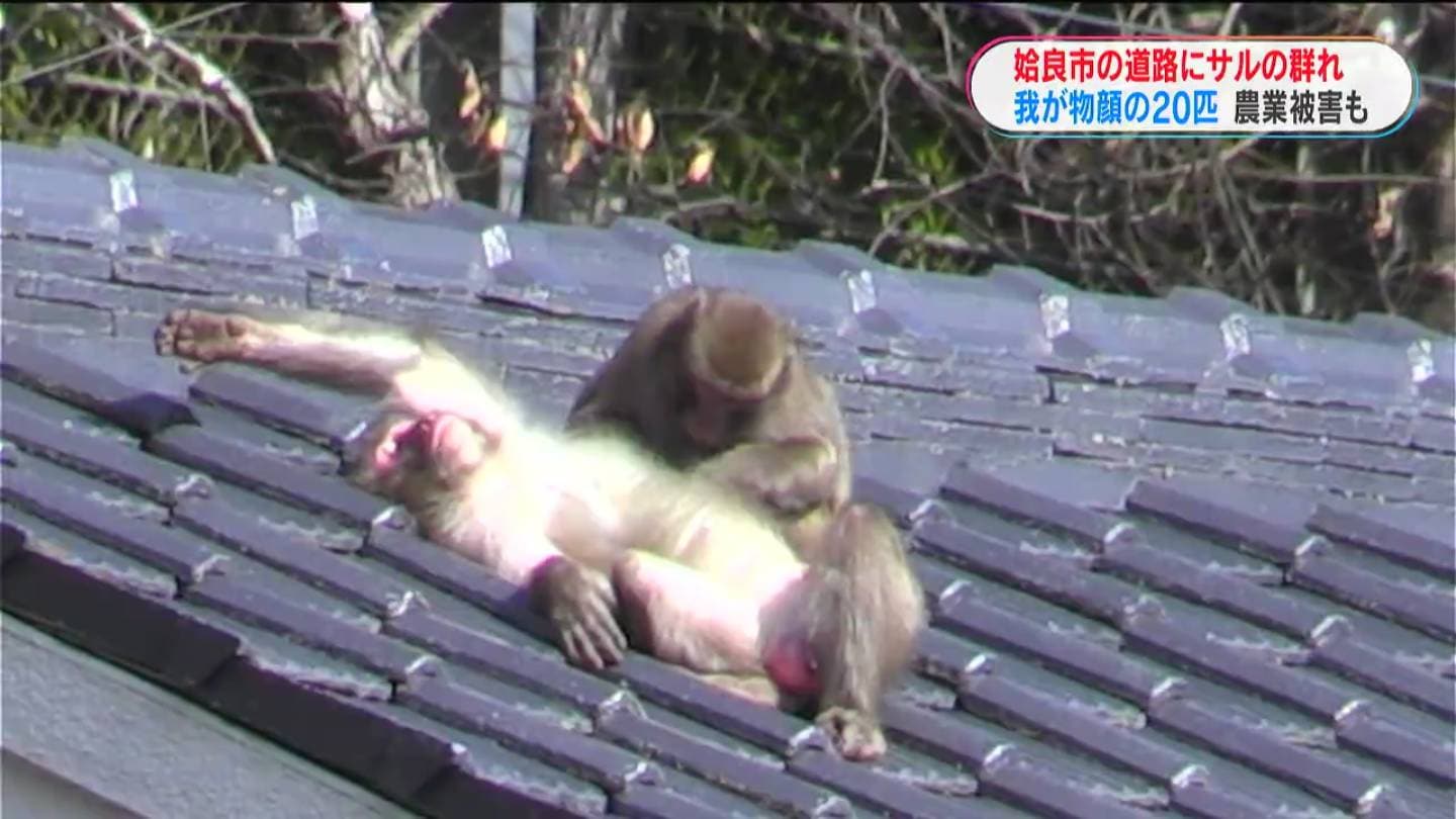 サルが来るときは30から40匹屋根に」道路をわが物顔で農業被害も