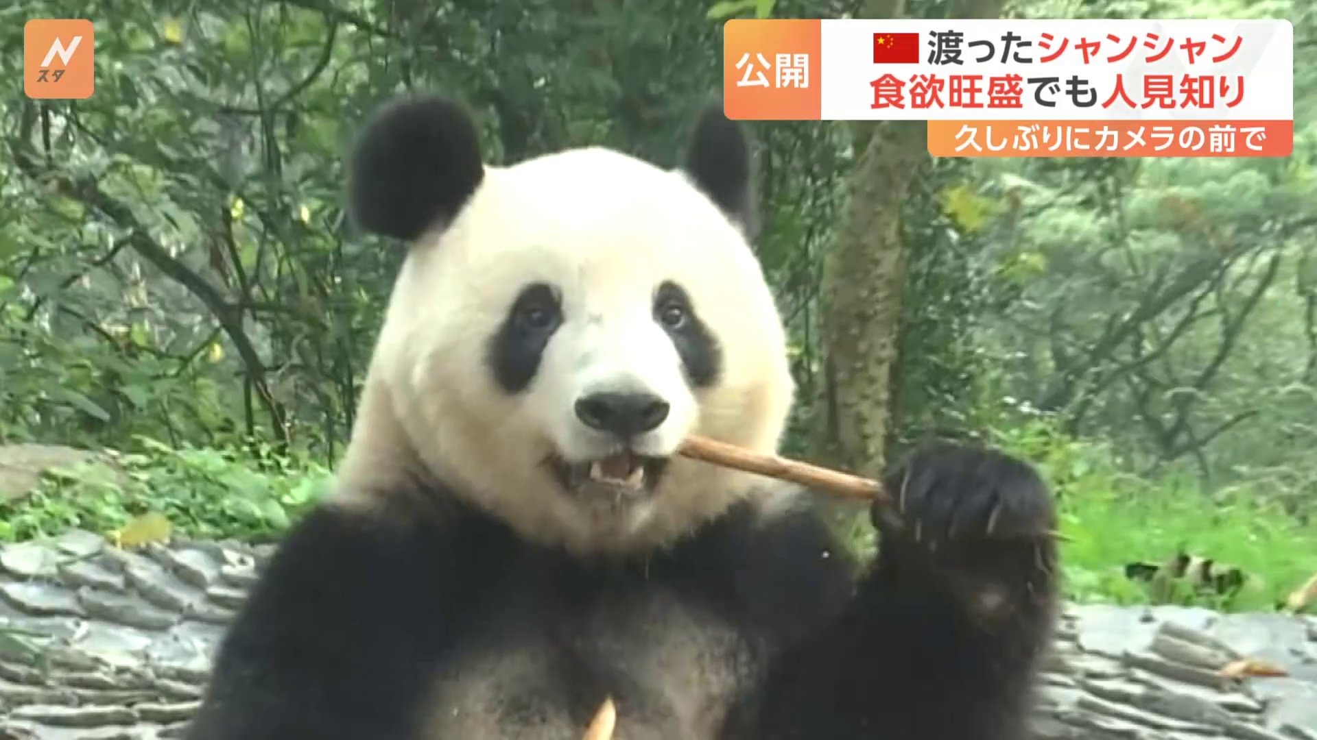 シャンシャンは中国で“臆病で人見知り” 日本メディアに初公開 TBS NEWS DIG