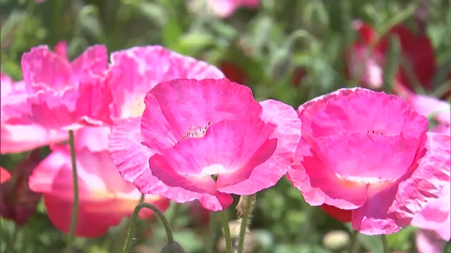 赤や白 ピンクの 花のじゅうたん 干拓地で約1000万本のポピーが満開 岡山 笠岡市 ニュース 岡山 香川 Rsk山陽放送