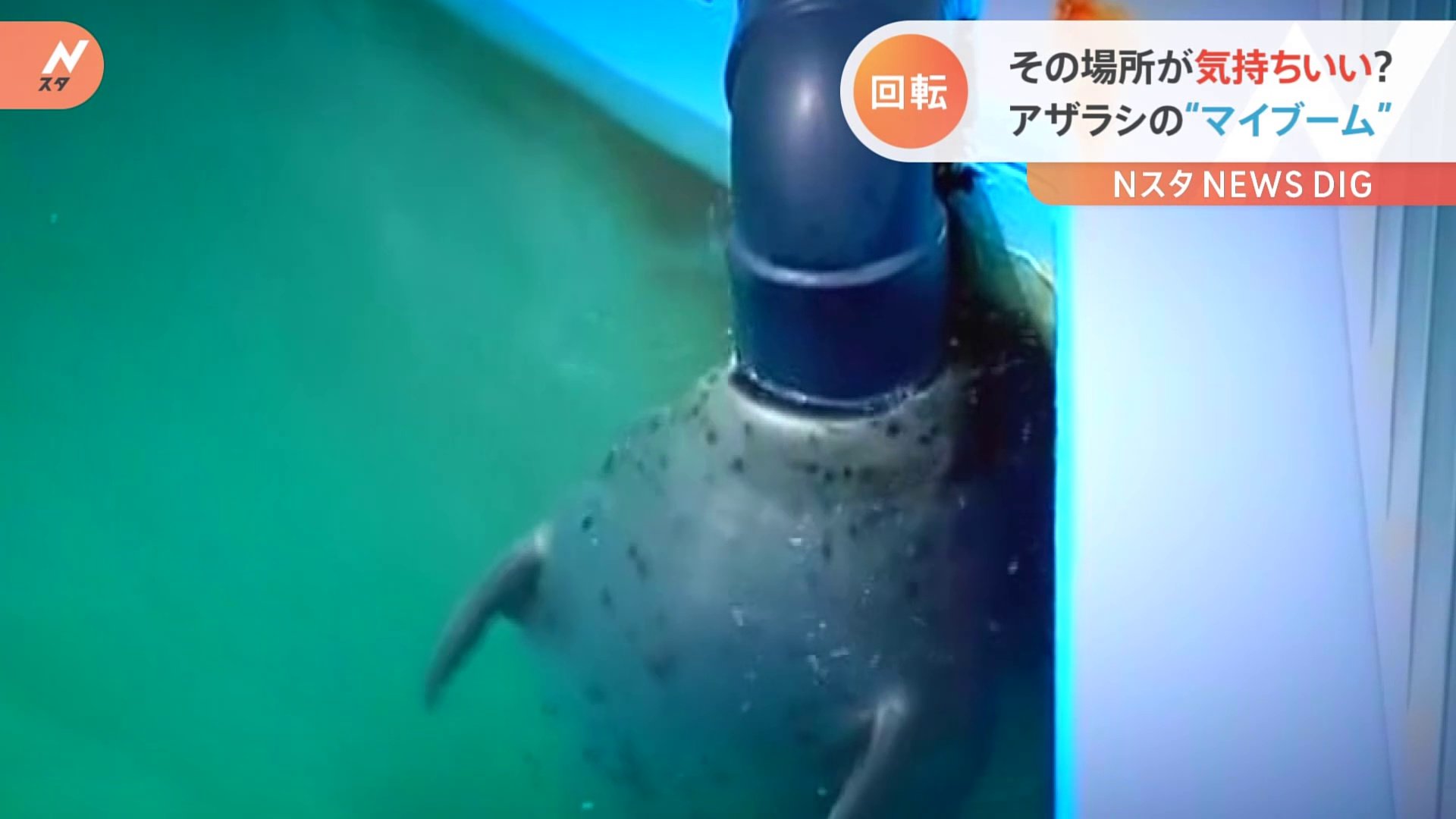 気持ちいいのかな アザラシのかわいいマイブーム Tbs News Dig