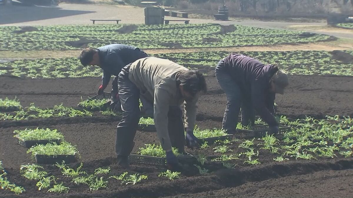 「くじゅう花公園」で植え付け本格化　ネモフィラ8万株を準備　大分