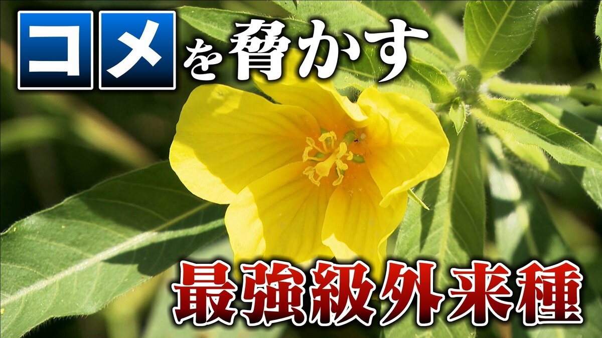 “コメ”を脅かす最強級外来種「オオバナミズキンバイ」除草剤が効かない⁉ 小さな破片からも再生する脅威の繁殖力