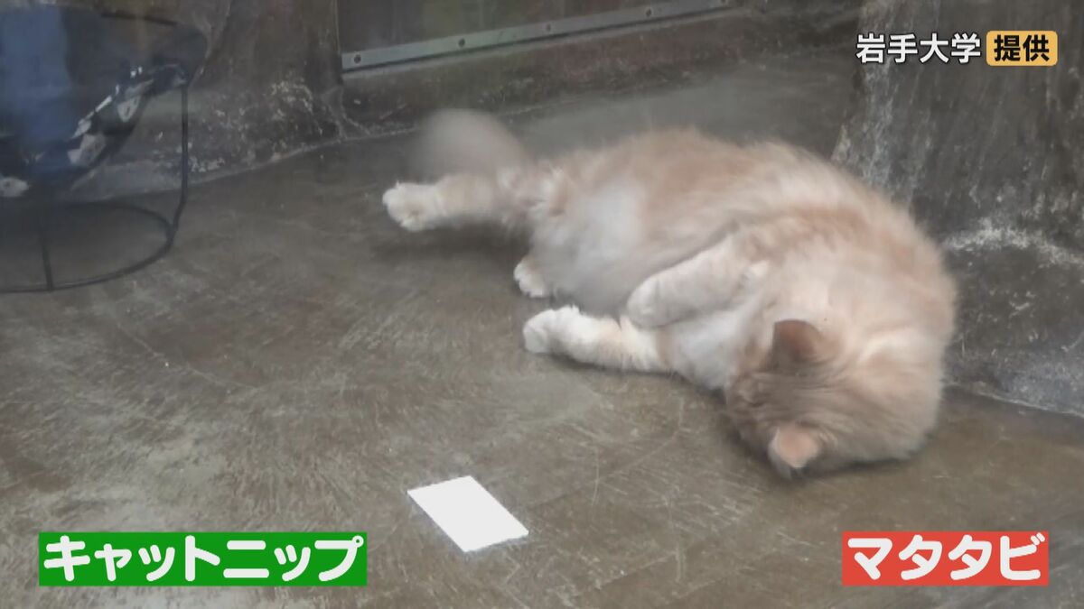 「猫にマタタビ」を科学的に証明 ネコがマタタビに反応するのはなぜ？名古屋大学などの研究チームが発表