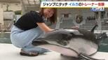 サインに合わせて豪快なジャンプ!イルカのトレーナー体験会 城崎マリンワールド|TBS NEWS DIG