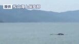 体長10メートルか 伊予市沖でクジラを目撃|TBS NEWS DIG