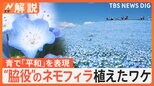 なぜ“脇役”ネモフィラ植えた?ひたち海浜公園“忘れたい過去”の「丘と空を青一色で染めて…」絶景の裏にある歴史【Nスタ解説】|TBS NEWS DIG