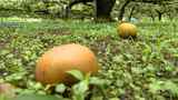 「1年かけて育てやっと収穫なので心が痛い」台風でナシが落下、農家が落胆 | 福岡のニュース|RKB NEWS|RKB毎日放送