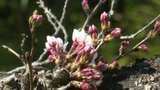 「サクラの開花を宣言します」 平年より4日遅い開花 愛媛・宇和島市 | 愛媛のニュース - Nスタえひめ|あいテレビは6チャンネル