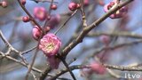 不作続く「七折小梅」 再生へ改植スタート (愛媛・砥部町) | 愛媛のニュース - Nスタえひめ|あいテレビは6チャンネル
