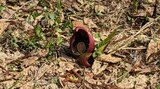 平地では珍しい群生地 北上市でザゼンソウ見ごろ迎える 岩手|TBS NEWS DIG
