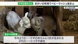 「小さい今の姿は今しか見られない」ぴょんと跳ねたり歩き回ったり　ぬいぐるみのようなヤギの赤ちゃん誕生　「まかいの牧場」でベビーラッシュ始まる＝静岡・富士宮市|TBS NEWS DIG