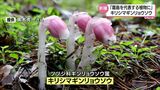「霧島山を代表する植物になる可能性」霧島連山で発見の植物が新種と確認 | MRTニュース | MRT宮崎放送