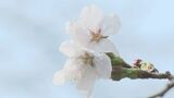 一気に「サクラサク」…「7月中旬並み」の暑さ　3月観測史上最高気温を更新　|　BSSニュース | BSS山陰放送