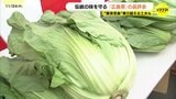 伝統の味を守る　日本三大菜漬の1つ「広島菜」　広島市で姿・形競う品評会　異常気象乗り越える工夫も　　|TBS NEWS DIG
