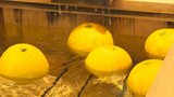 大分空港にザボン湯登場 さわやかな香りで癒やしのひとときを楽しむ | 大分のニュース|OBS NEWS|大分放送