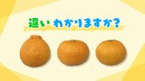 違い、わかりますか?ミカンだけじゃない「かんきつ類」の“大トロ”も!【市場で旬みっけ!】|TBS NEWS DIG