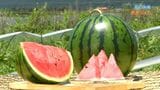 カメラマンスケッチ　夏の味覚　“幻”の徳光スイカ　鹿児島|TBS NEWS DIG