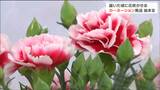 「柴田町の花はずっと咲いていると好評」“母の日のカーネーション”ゆうパック発送始まる　宮城　|　宮城のニュース│tbc NEWS│tbc東北放送