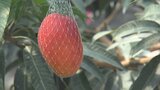 山梨の新しい特産果物に?! 南アルプス市産のマンゴー2年目の収穫|TBS NEWS DIG
