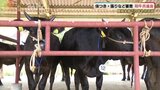 和牛の品質向上目指し　山口市で共進会～農高生が育てた牛も初出品|TBS NEWS DIG