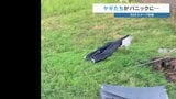 「うわーーー！」台風6号が残した“あるモノ”で…3匹のヤギさんパニックで全力疾走　なにがあった？　|　熊本のニュース｜RKK NEWS｜RKK熊本放送