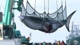 クジラが八戸港で今季初水揚げ「海水温あがりもっとよくなると期待」|TBS NEWS DIG