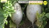 「まんまるでかわいい」今が旬の伝統野菜「笹木三月子大根」　園児ら収穫　広島市安佐南区　　|　RCC NEWS | 広島ニュース | RCC中国放送