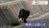 「俺たちの方へ来たから逃げて…」波消しブロックから住宅街へ…海沿いでサル出没相次ぐ 警察などが警戒強化 富山・滑川市|TBS NEWS DIG