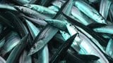 “秋の使者”サンマ到来 宮古魚市場で今シーズン初の水揚げ 岩手・宮古市 | IBC NEWS | IBC岩手放送