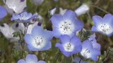花の都公園で10万株のネモフィラが見ごろ迎える 山梨・山中湖 | 山梨のニュース | UTYテレビ山梨