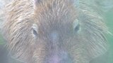 カピバラがお湯に浸かって越冬!山梨・万力公園のカピバラの湯 3月まで | 山梨のニュース | UTYテレビ山梨