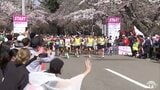 あおもり桜マラソン　満開の桜並木をランナーが駆ける　青森県青森市|TBS NEWS DIG