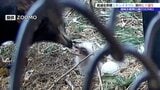 「温かく見守っていただきたい」盛岡市動物公園ZOOMOで初めて二ホンイヌワシのヒナ誕生 岩手 | IBC NEWS | IBC岩手放送