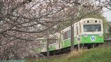 小さな鉄道と桜の競演　線路幅が狭いためゆっくり走行　車内からゆったりと楽しむ桜　三重「四日市あすなろう鉄道」|TBS NEWS DIG