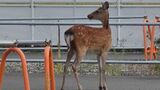 商業施設が立ち並ぶ国道19号沿いにシカ　猟友会出動も姿消す　人などへの被害なし　|　SBC NEWS | 長野のニュース | SBC信越放送