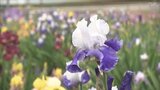 【映像】色彩豊かな『虹の花』ジャーマンアイリス　110種3万5000株見頃　福島・川俣町|TBS NEWS DIG