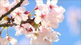 新潟市のソメイヨシノ 開花予想日は4月7日【桜前線】|TBS NEWS DIG