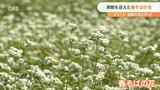 一面広がる白い花畑 満開を迎えた「春そば」 大分・豊後高田市 | 大分のニュース|OBS NEWS|大分放送